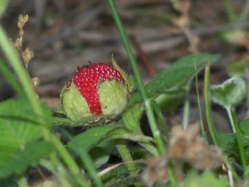 Potentilla indica (=Duchesnea indica) / Fragola matta